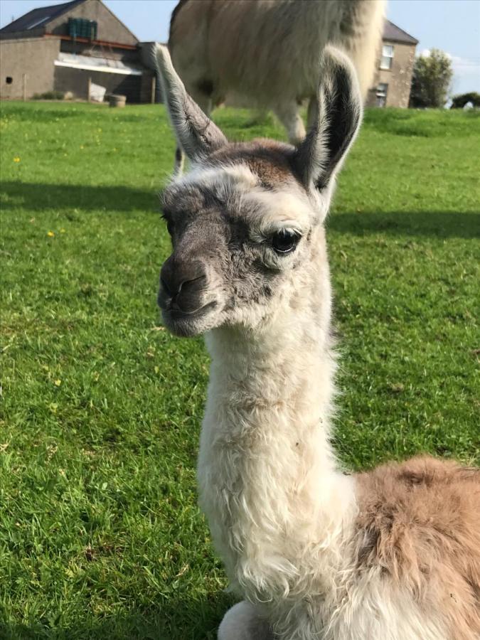 The Snuggly Sheep Shepherd Hut Farm Stay Ballyshannon Extérieur photo