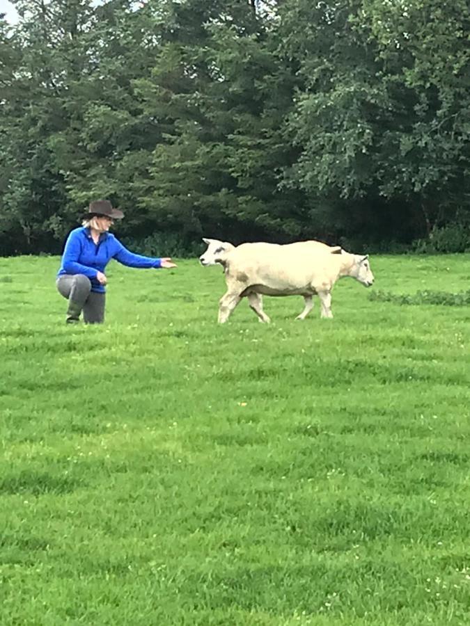 The Snuggly Sheep Shepherd Hut Farm Stay Ballyshannon Extérieur photo