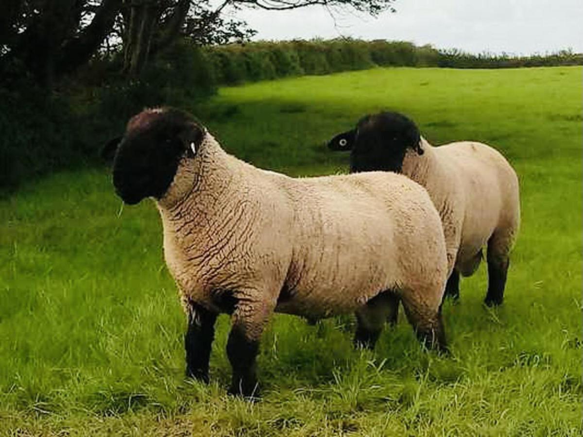 The Snuggly Sheep Shepherd Hut Farm Stay Ballyshannon Extérieur photo