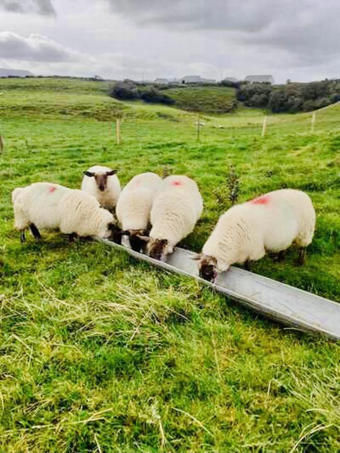 The Snuggly Sheep Shepherd Hut Farm Stay Ballyshannon Extérieur photo