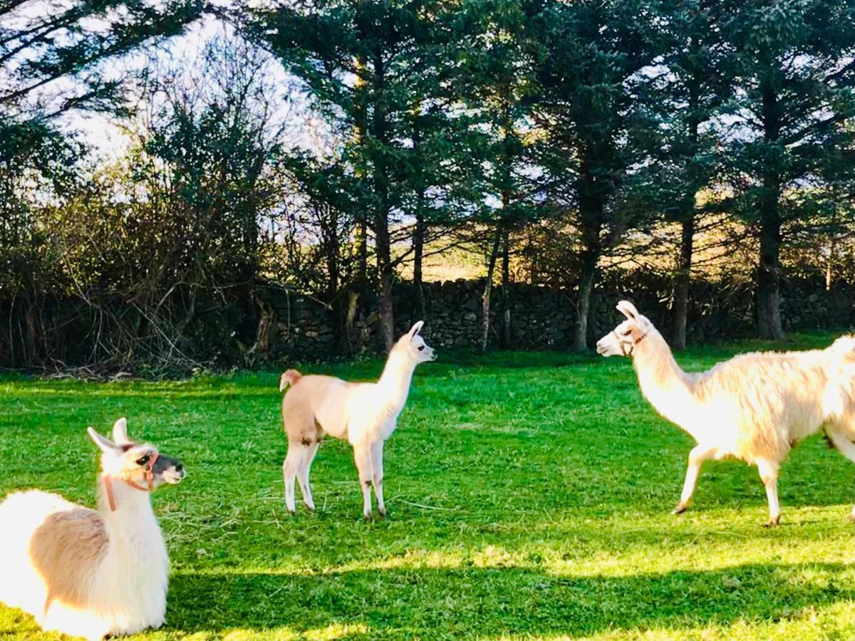 The Snuggly Sheep Shepherd Hut Farm Stay Ballyshannon Extérieur photo